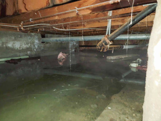 Best Flood restoration services  in Bolingbrook, IL